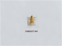 藏品(紅斑美苔蛾)的圖片